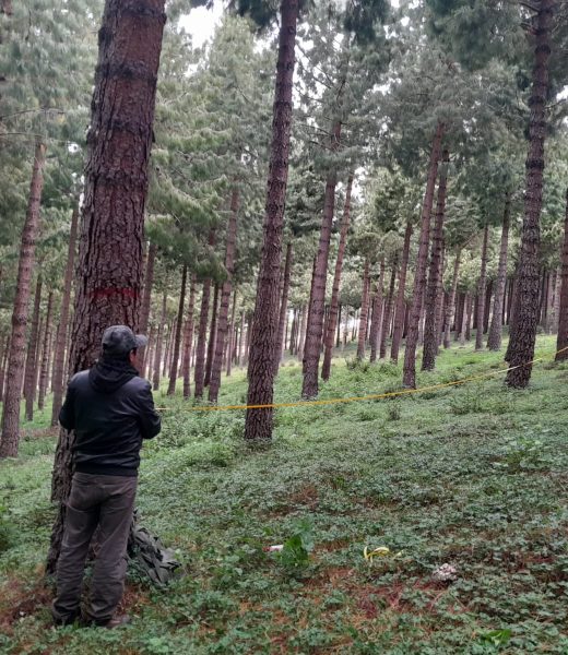 Plantaciones-2